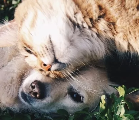 Best Animal Stories for 7 and 8 year olds